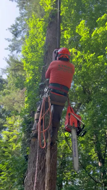Tico Tree Service researched project photo
