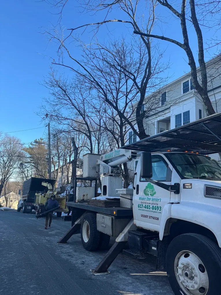 Mendez Tree Services work