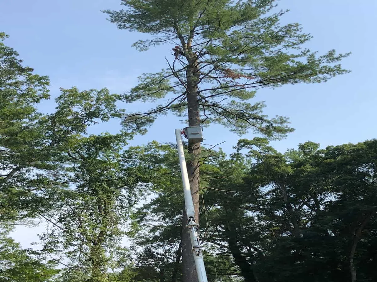 Tree Trimming