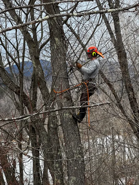 Farr's Tree Service Inc work photo