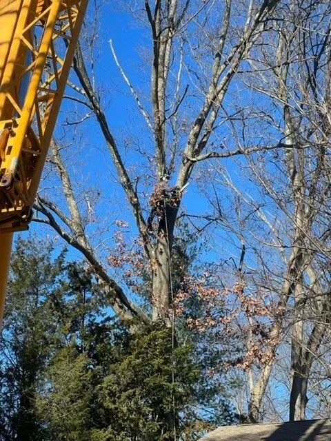work photo from treetechinc.net