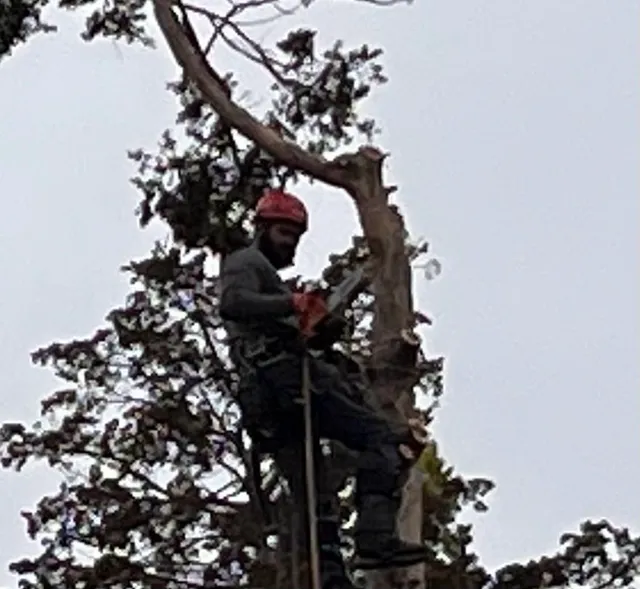 J&D Tree Pros LLC work photo