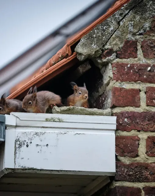 Wildlife removal — squirrels in roof Claremont NH