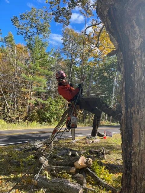 Driscoll Tree Service work photo
