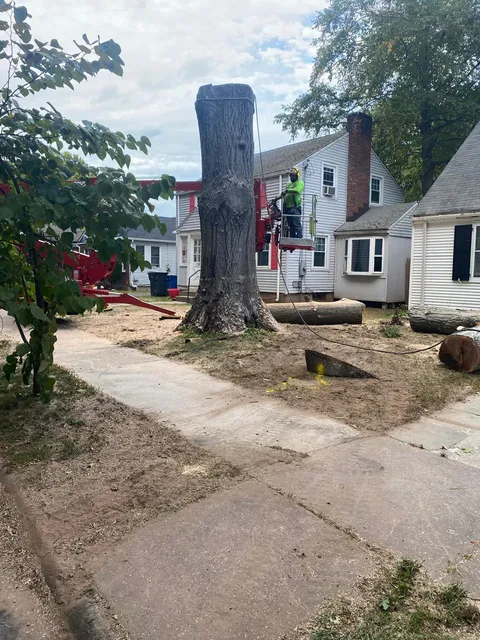 Kris cutting down a large tree — Tree Wise Guys CT