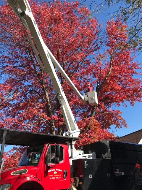 McKinney Brothers Tree Service work photo