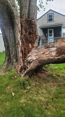 Image depicting the Service Emergency Tree Removal