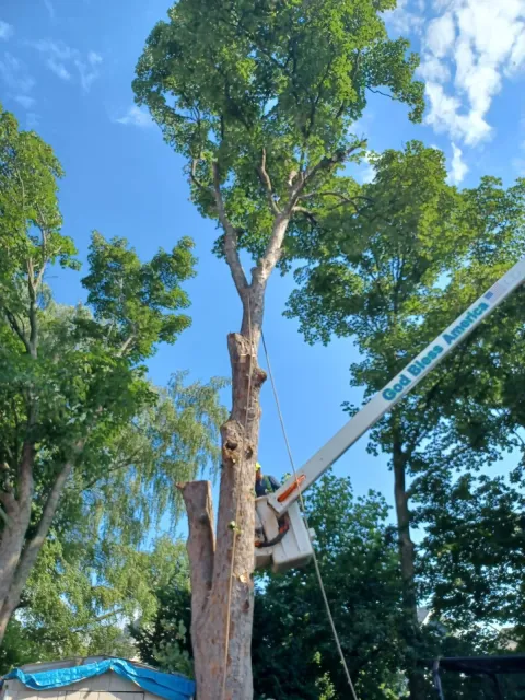 Tree trimming