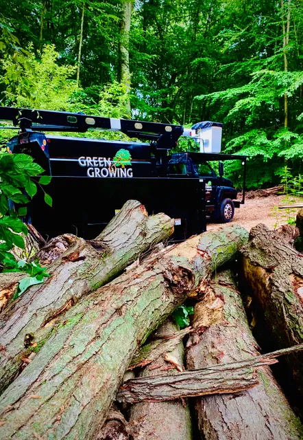 Green and Growing Tree Service work photo