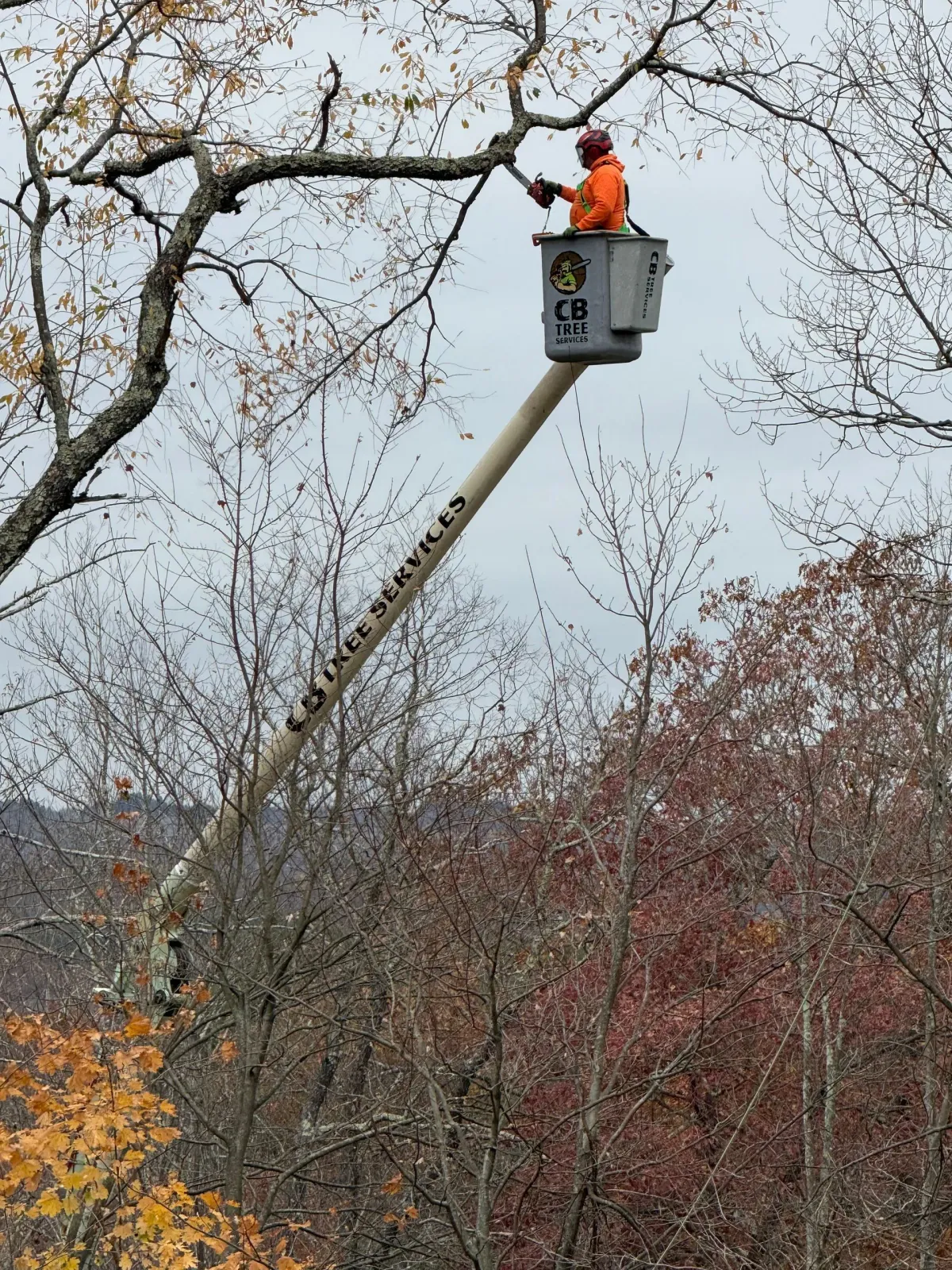 A man in a bucket is cutting a tree branch.