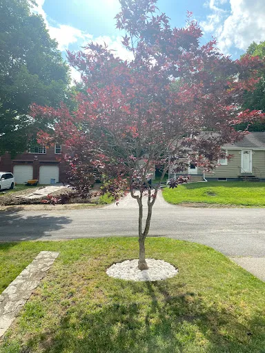 Tavares Brothers Landscape work photo