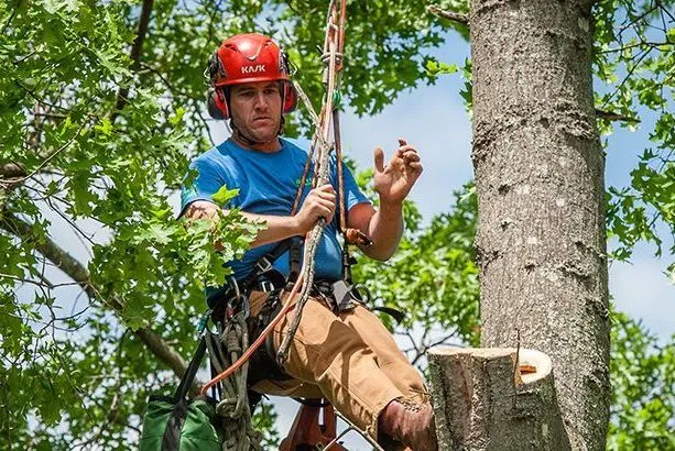 work photo from destitotreeservices.com