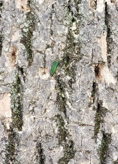 Insect & Disease Troubleshooting Middletown, CT