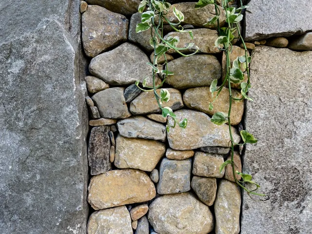 stone and vines.jpg
