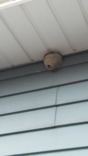 AccuPest Pest Control LLC work photo