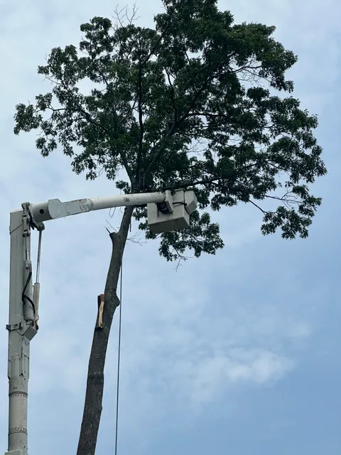 Sambas Tree Service work photo