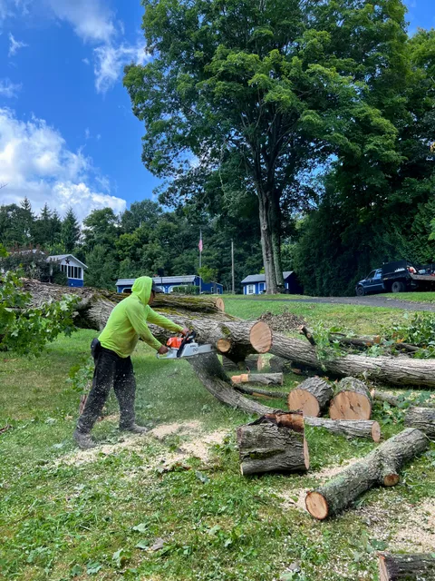 jairo's tree service work photo