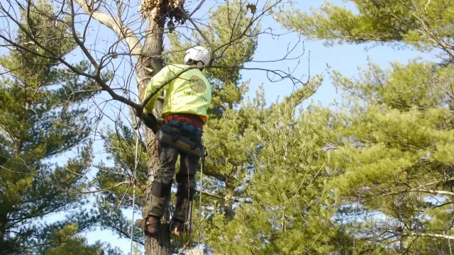 KMA Tree Service work photo