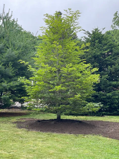 Acorn Tree & Landscaping inc. researched project photo