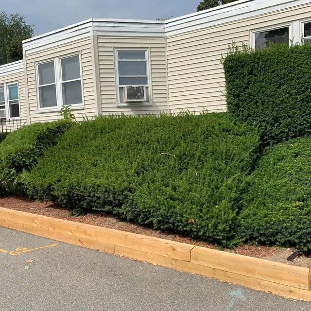 Long timber-edged bed with clipped shrubs beside a driveway