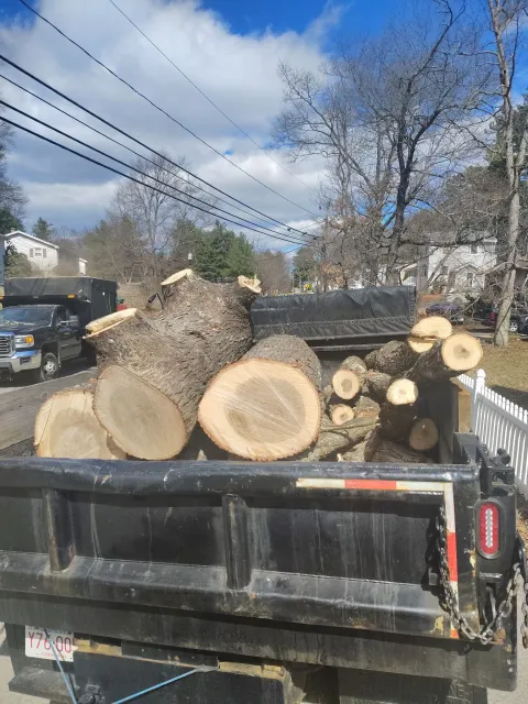 Black dump truck bed loaded with large cut logs on a roadside under power lines
