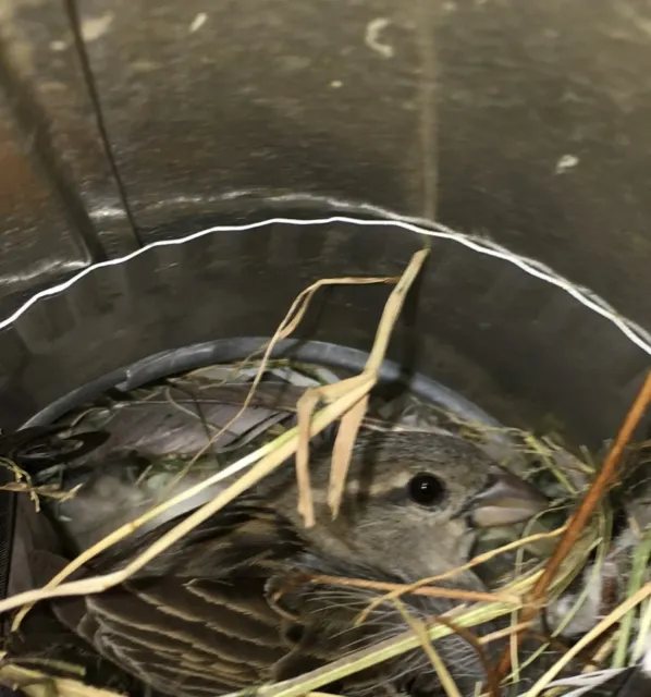 Apple Valley Chimney and Dryer Vent Cleaning researched project photo
