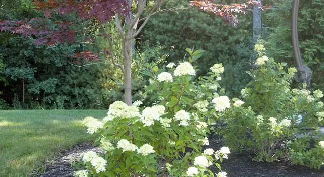 White hydrangea planting in a finished residential landscape