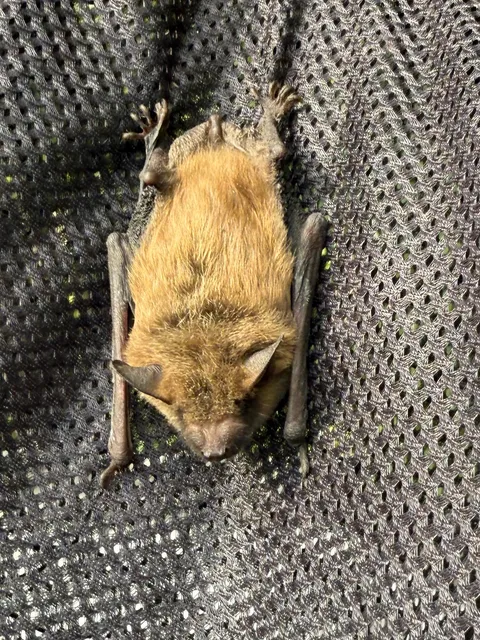 Appalachian Animal Control work photo