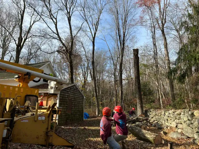 work photo from emltreeservices.com