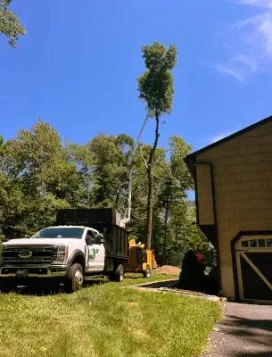 CM Tree Service LLC gallery picture