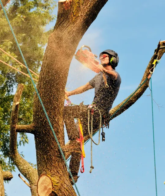 Tree removal work at a Fairfield County property