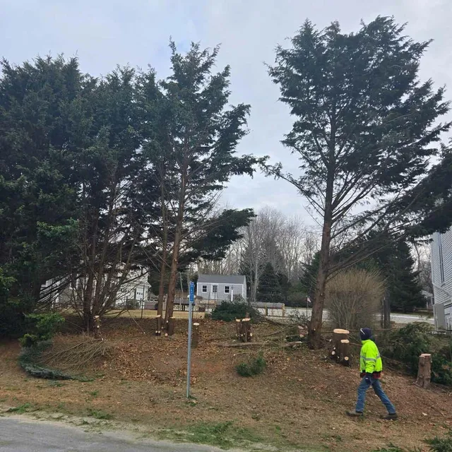 work photo from capecodtreeservices.com
