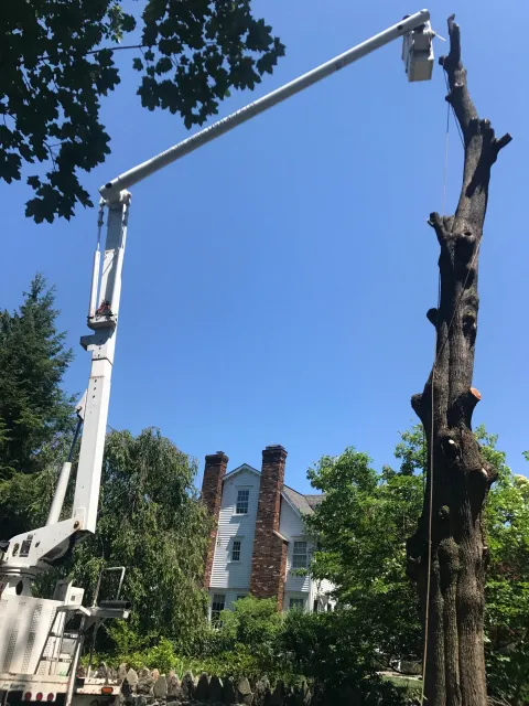 work photo from sandovaltreeservice.com