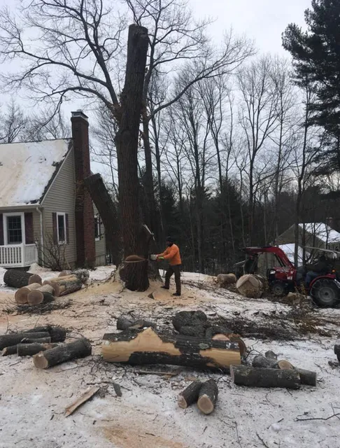 Tree Guys Inc. work photo