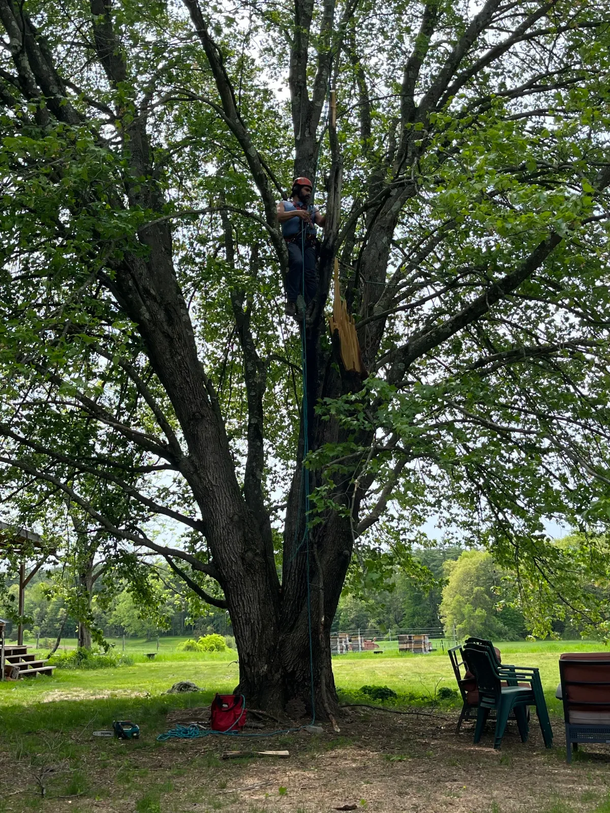 andrew-in-tree.jpg