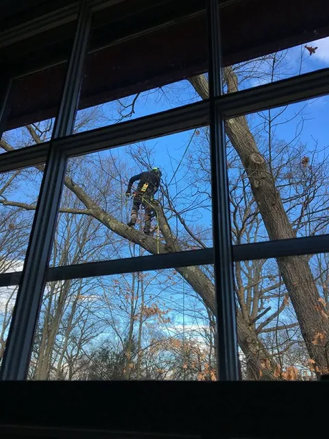 Shamrock Tree Services LLC work photo
