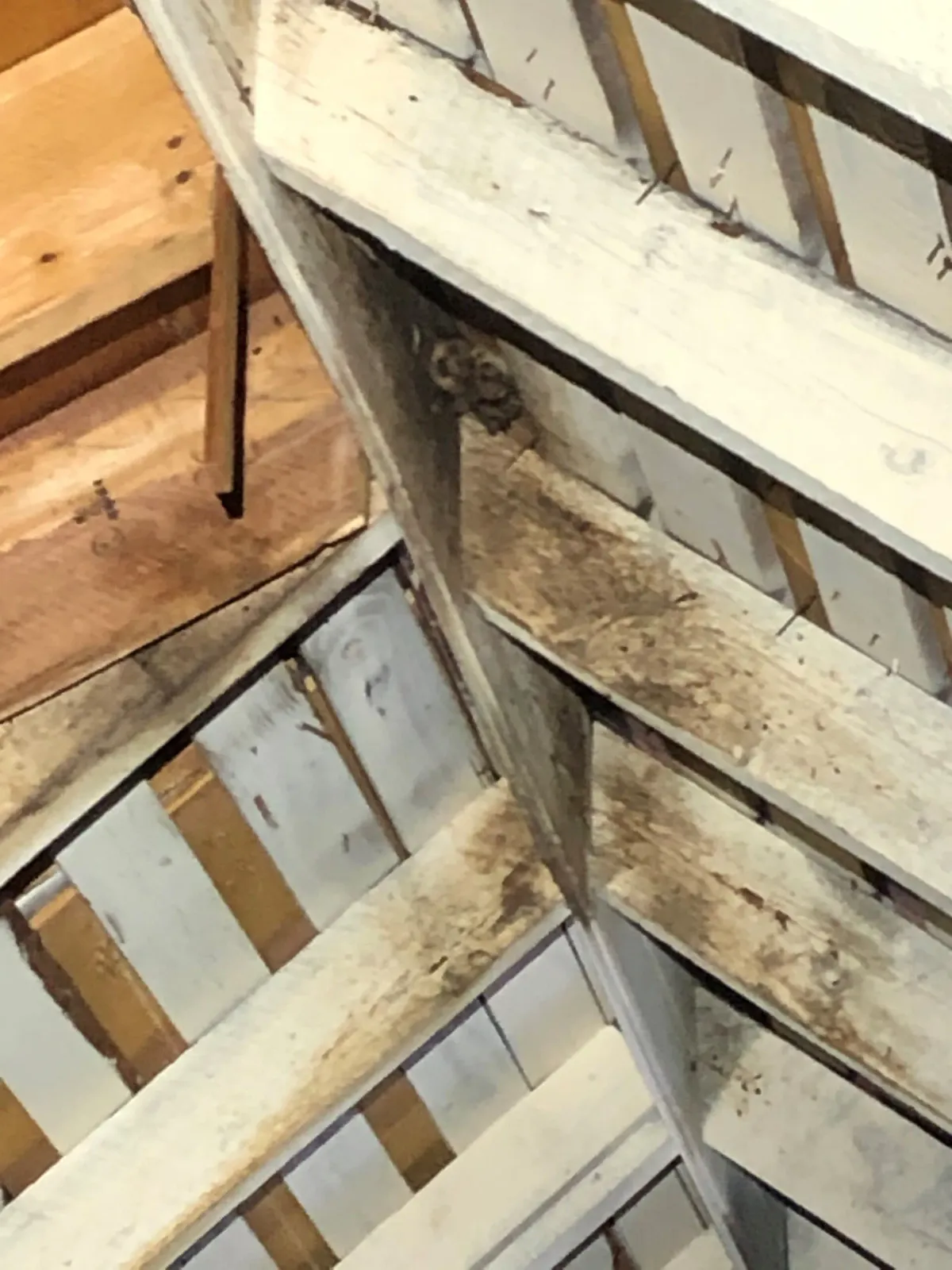Bats in attic - Acorn Wildlife Solutions - Russell, MA
