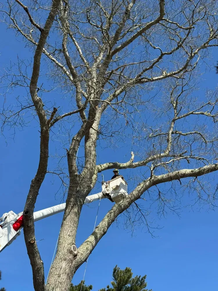 Our Tree Removal service ensures safe and efficient handling of unwanted or hazardous trees, safeguarding your property while maintaining its aesthetic appeal. Our experienced team prioritizes customer satisfaction with every removal project. for Robery's Tree Service in West Wareham, MA
