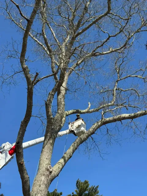 Our Tree Removal service ensures safe and efficient handling of unwanted or hazardous trees, safeguarding your property while maintaining its aesthetic appeal. Our experienced team prioritizes customer satisfaction with every removal project. for Robery's Tree Service in West Wareham, MA