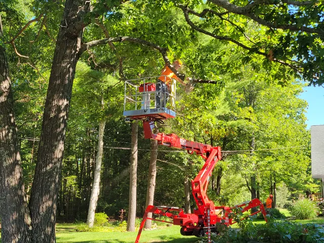 Northeast Tree Care work photo