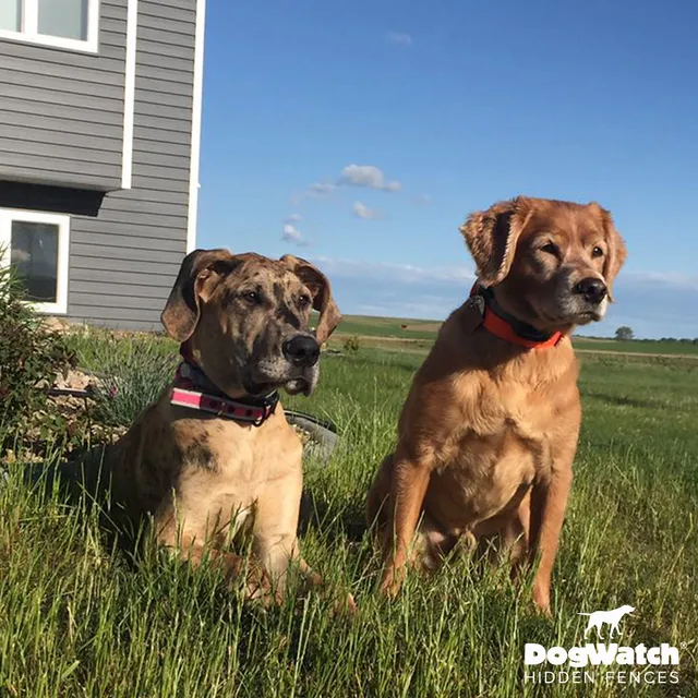 work photo from dogwatchsystems.com