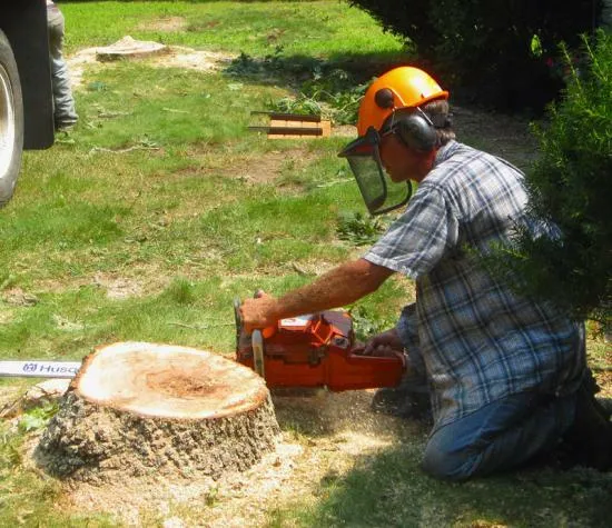 work photo from capecodtreeservices.com