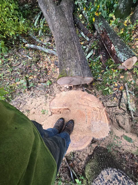 Overhead view of freshly cut tree wood showing the exposed cross-section of a felled or trimmed tree, with a work boot visible next to the cut surface and fallen branches and vegetation nearby.