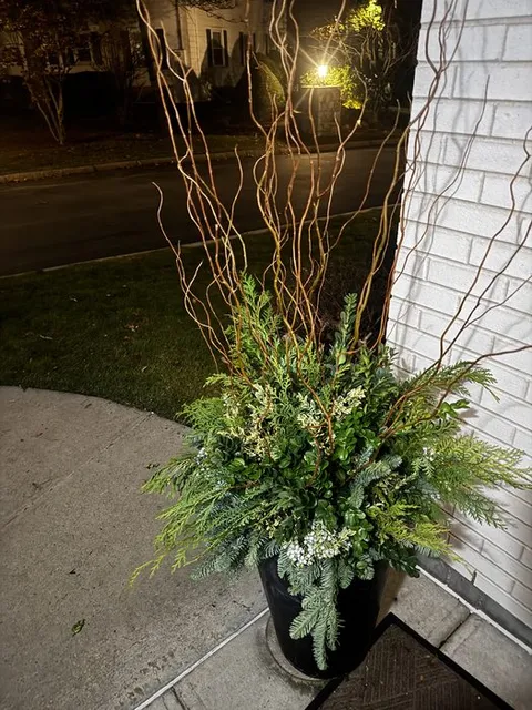 Winter container with curly Willow branches, Boxwood, evergreen greens, and white berries, lit at night