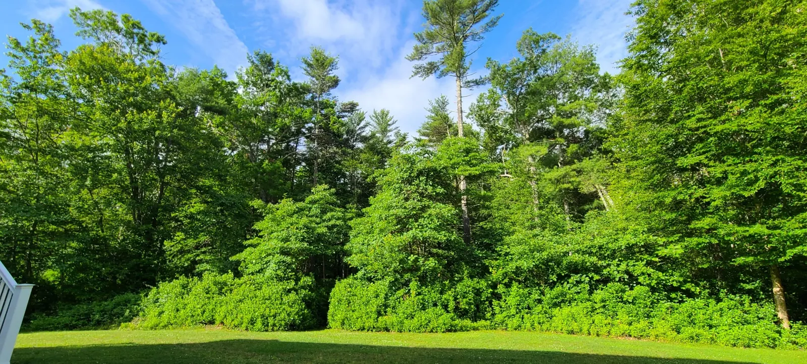 Image of tree care services team from Notch Your Average Tree Service performing tree trimming and maintenance.