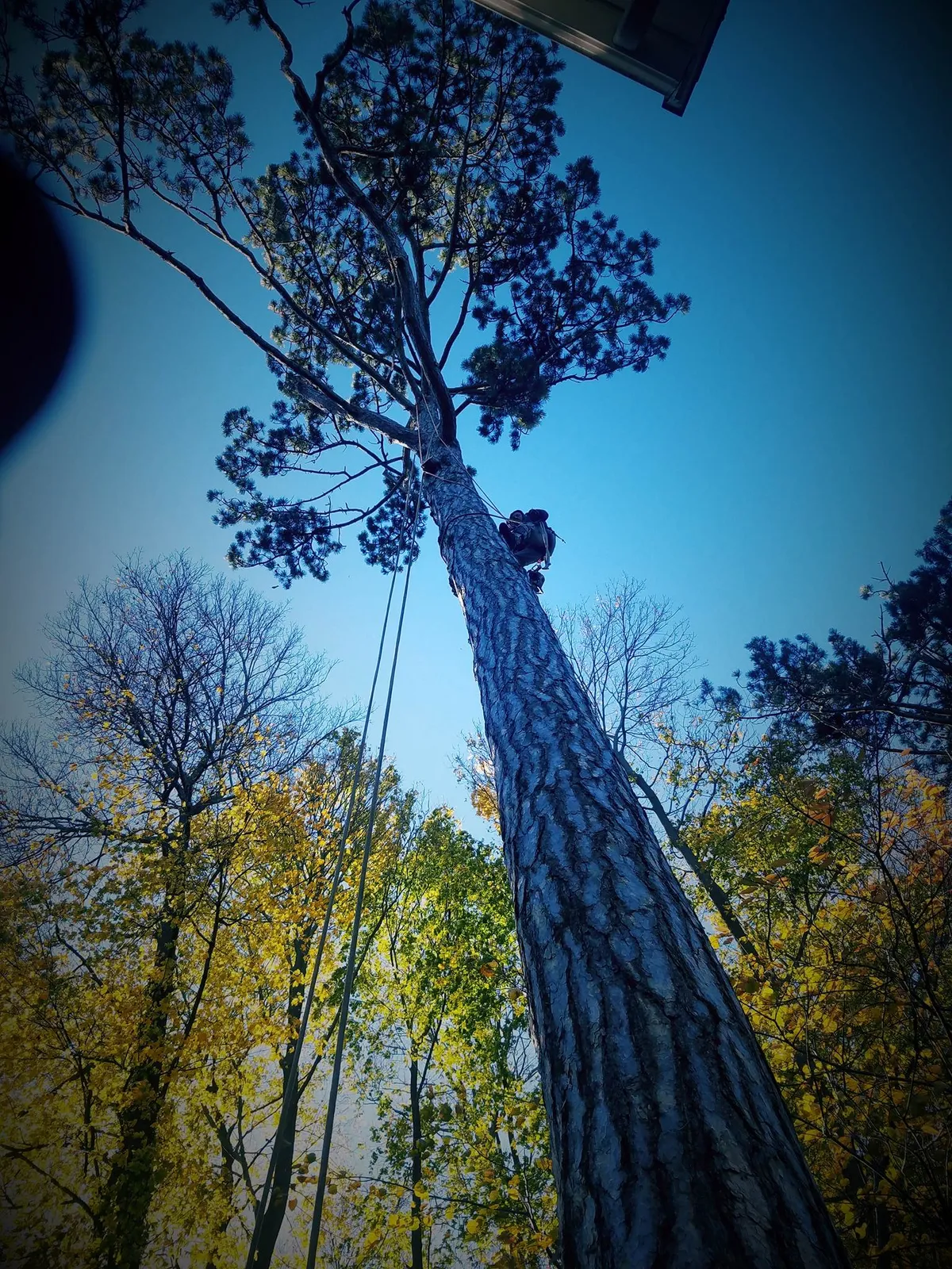 J&A Brothers Tree Service & Landscaping