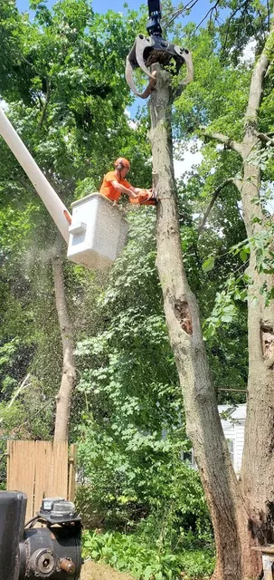 New England Tree Experts work photo