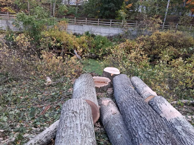 Adan Landscaping & Tree Services Inc