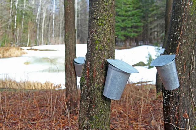 Metal buckets attached to maple trees collecting sap in a snowy woodland during early spring.