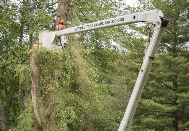 Gentile Tree Care, LLC work photo